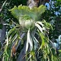Platycerium willinckii cv Mount Lewis